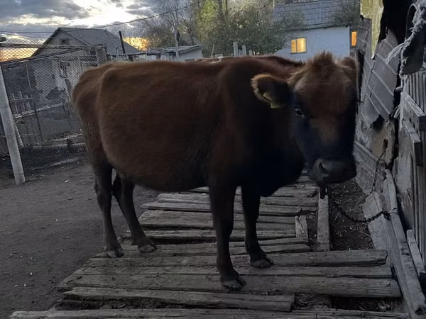 Kuh, Kianische Kuh — Kasachstan