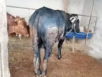 公牛, Cattle — 照片 2