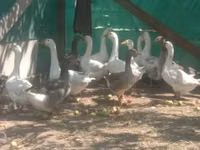 Geese — Foto 1