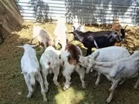 Cabro, Saanen goat — foto 1