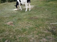 Sigir, Russian Black pied cattle — 1-rasm