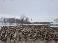 Turkeys — Foto 6