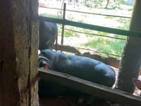 Toro, Ganado vacuno — foto 3