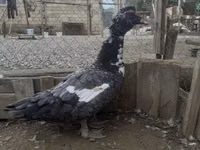 Turkeys — 照片 2