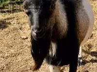 تيس, Dutch Landrace goats — الصورة 4