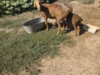 نعجة, Tian-Shan semifinewool sheep — الصورة 6