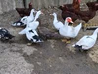 Ducks — 照片 2