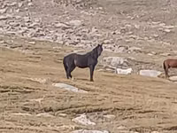 Horse (M), Horses — photo 3