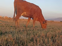 Vaca, Ganado vacuno — foto 3