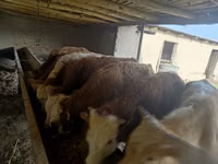 Buqa, Simmental cattle — 4-rasm