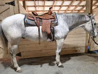 घोड़ा, Quarter Horse — फ़ोटो 2