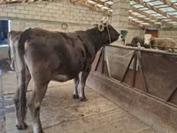 Sigir, Swiss cattle — 3-rasm