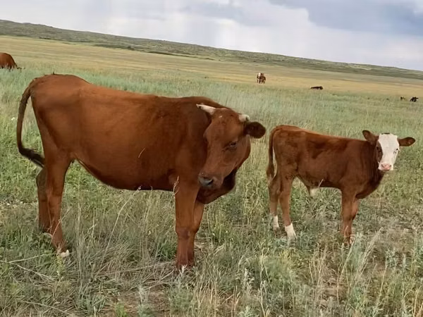 Buqa, Latvian Blue cattle — Qozogʻiston