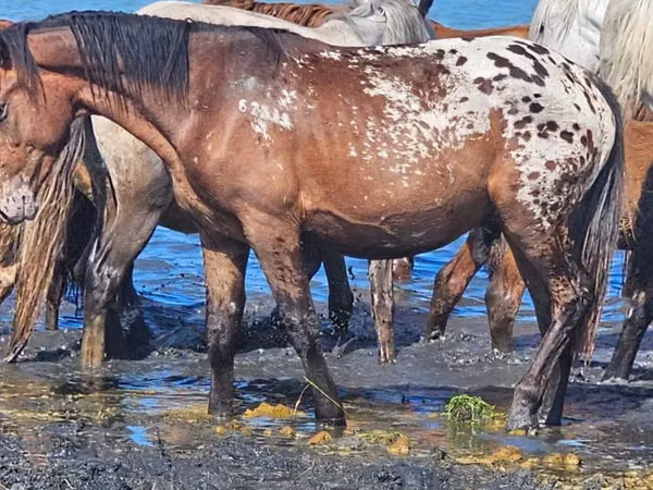 Pferde (Partie, Geschlecht nicht angegeben), Mugalzhar horse