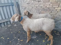 Schaf, Arashan sheep — Foto 1