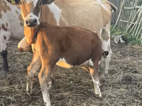 ثور, Simmental cattle — الصورة 4