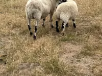 Oveja, Cerry Hill sheep — foto 2
