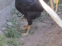 Chickens — Foto 4