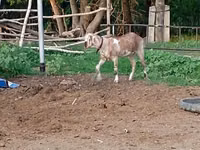 母山羊, Goats — 照片 4