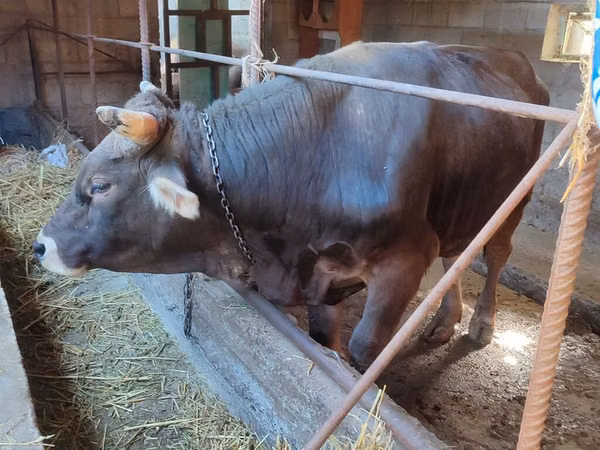 Bulle, Swiss cattle