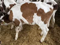 Bulle, Simmental cattle — Foto 4