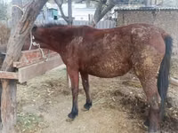 فرس, Kyrgyz Horse — الصورة 1