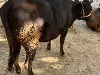 Vaca, Ganado vacuno — foto 1