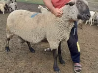 كبش, Hampshire sheep — الصورة 3