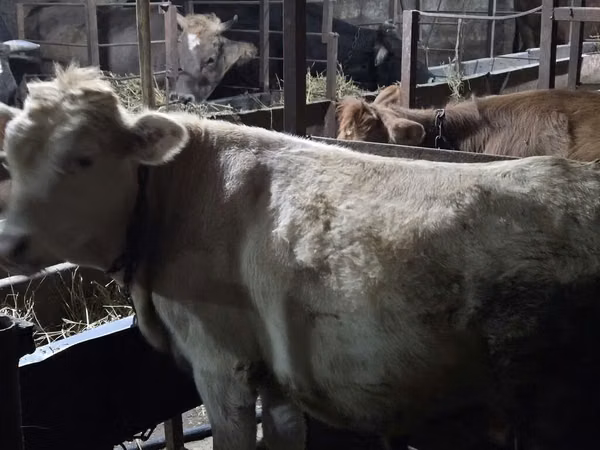 गाय, Simmental cattle