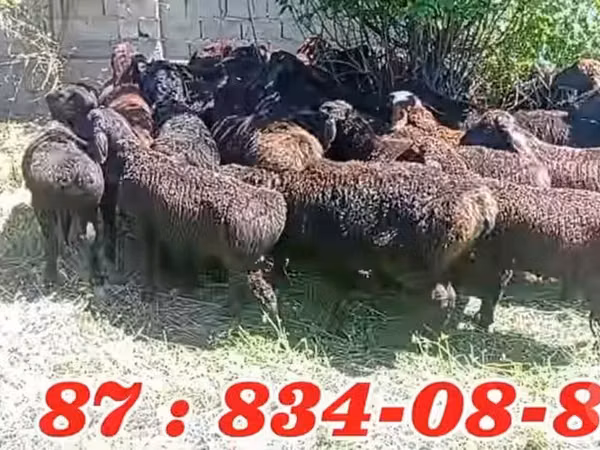 كبش, الأغنام — أوزبكستان