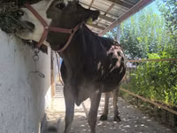 Sigir, Swiss cattle — 1-rasm