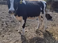 गाय, Russian Black pied cattle — फ़ोटो 4