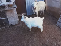 母山羊, Goats — 照片 3