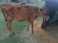 Vaca, Boran — foto 1