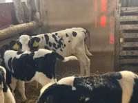 ثور, Russian Black pied cattle — الصورة 1