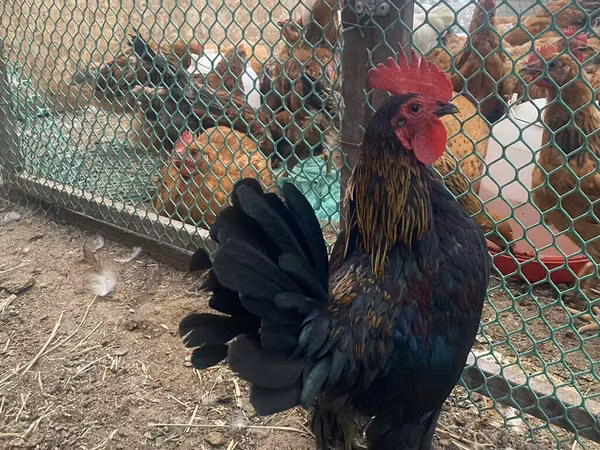 Chickens — Kirgisistan