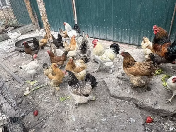 Brahma