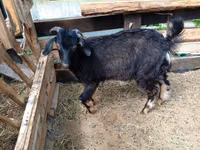 تيس, Nubian Goat — الصورة 5