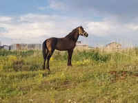 Айғыр, Жылқылар — 6-сурет