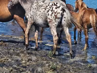 خيول (دفعة، الجنس غير محدد), Mugalzhar horse — الصورة 4