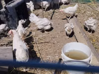 Chickens — الصورة 4