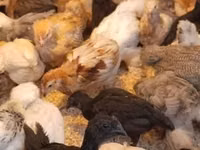 Ayam Cemani — Foto 4