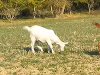 Cabra, Alpine goat — foto 3