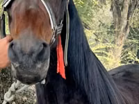 Toychoq, French Trotter — 1-rasm