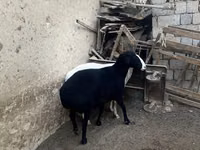 भेड़ें (लॉट, लिंग निर्दिष्ट नहीं), भेड़ — फ़ोटो 4