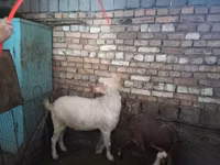 Cabro, Cabras — foto 4