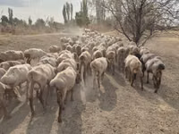Кой, Арашан — сүрөт 6