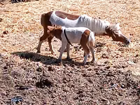 Stute, Australian Pony — Foto 1