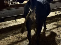 Cow, Holstein breed — photo 5