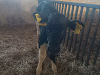 Kuh, Russian Black pied cattle — Foto 5